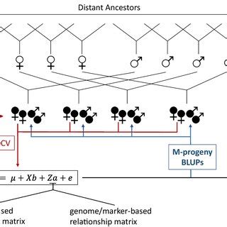 rulit|Factorial validation of the Ruff